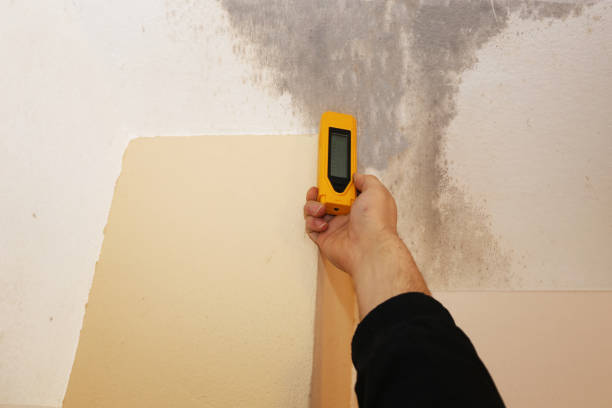 Mold Remediation for Rental Properties in Malden, MO
