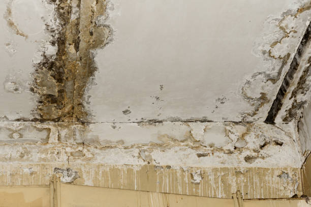 Mold Documentation for Insurance Claims in Malden, MO