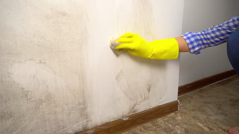 Best Mold Remediation for Rental Properties  in Malden, MO