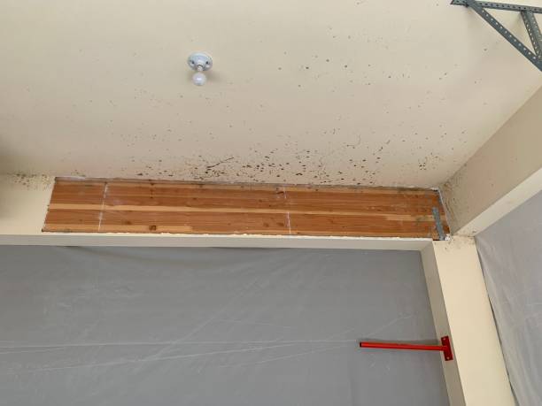 Reliable Malden, MO Mold Removal Solutions